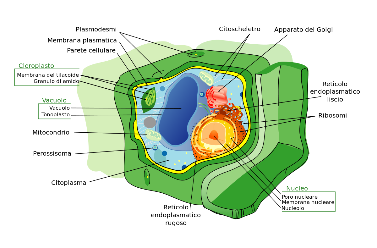 Cellula Vegetale Wikipedia