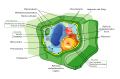 Schema della cellula vegetale