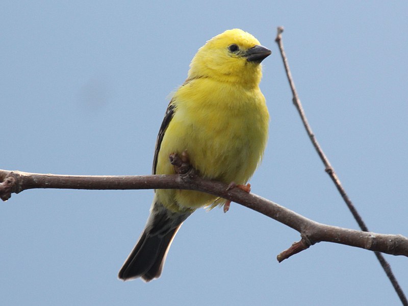 File:Sudan Golden Sparrow RWD4.jpg