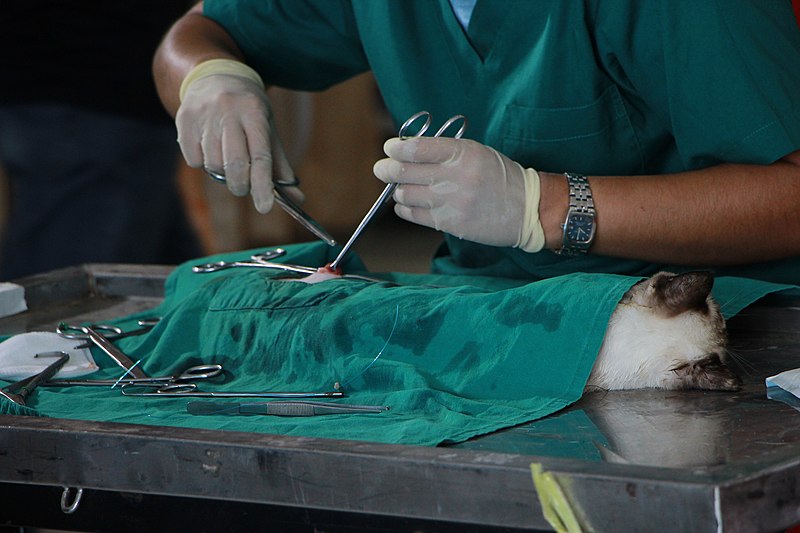 File:Surgery performed on a domestic cat.jpg