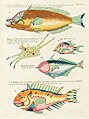 Surreal illustration of fishes and crabs found in Moluccas (Indonesia) and the East Indies by Louis Renard, digitally enhanced by rawpixel-com 79.jpg