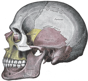 File:Sutura frontolacrimalis.png