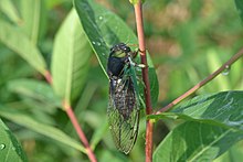 Cicada ביצה (Tibicen tibicen) (14898035959) .jpg