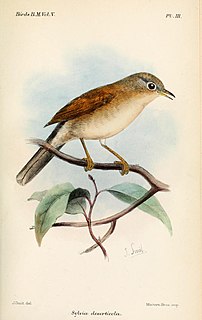 Tristrams warbler Species of bird