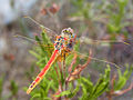 Frühe Heidelibelle (Sympetrum fonscolombii)