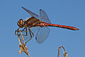 * Nomination Male Vagrant Darter (Sympetrum vulgatum), Wittgensdorf, Germany --LC-de 16:29, 20 August 2012 (UTC) * Promotion Nice! --Poco a poco 06:38, 21 August 2012 (UTC)