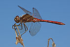 ♂ Sympetrum vulgatum