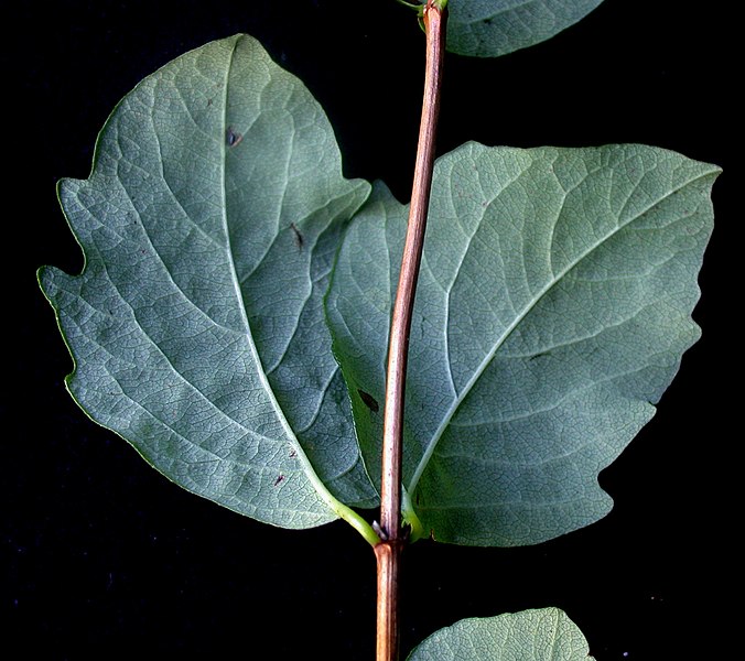 File:Symphoricarpos albus 15-p.bot-sympho.albus-021.jpg