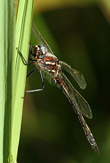 Syncordulia gracilis Žuta Presba 2013 02 26 b.jpg