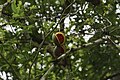 * Nomination Tabernaemontana donnell-smithii, fruit at Cahal Pech, San Ignacio, Belize --Denis Barthel 03:01, 29 August 2015 (UTC) Comment Imo the fruit should be lighter and the crop closer otherwise good --Moroder 17:56, 3 September 2015 (UTC) * Decline  Oppose Noise artefacts. --Hockei 06:59, 5 September 2015 (UTC)