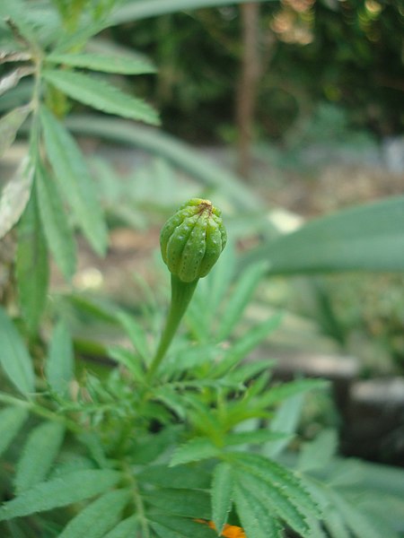 File:Tagetes erecta bud (झेंडू).JPG