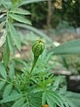 * Nomination The bud of Tagetes erecta, commonly known as Marigold --Dharmadhyaksha 06:37, 11 April 2013 (UTC) * Decline Too much of the image is out of focus --Alandmanson 16:44, 18 April 2013 (UTC)