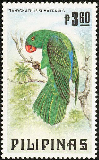 <span class="mw-page-title-main">Azure-rumped parrot</span> Species of bird