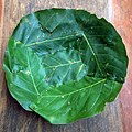 * Nomination Tapari, a plate made from leaf of Shorea robusta. --Nirmal Dulal 08:06, 18 September 2020 (UTC) * Promotion  Support Good quality. --Poco a poco 09:33, 18 September 2020 (UTC)