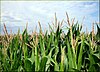 Hot, wet days in the summer are good for growing corn (maize).  By the end of the summer, the corn will be taller than the farmers.