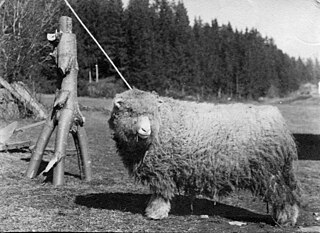 <span class="mw-page-title-main">Tautersheep</span> Breed of sheep