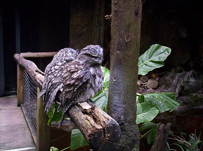 Grizbrunaj podargoj ĉe Walkabout Wildlife Centre Aviary, Brisbane Forest Park, Kvinslando, Aŭstralio.