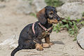 * Nomination Dachshund female. --Medium69 10:35, 29 July 2015 (UTC) * Decline  Oppose Insufficient quality. Sorry. PArt of the tail is missing and DoF (f/2.8) too small. --XRay 10:37, 29 July 2015 (UTC)