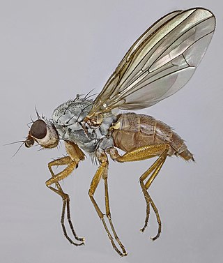 <i>Tephrochlamys rufiventris</i> Species of fly