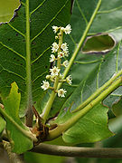 Terminalia catappa