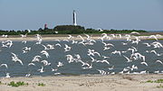 Thumbnail for Cape Romain National Wildlife Refuge