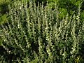 Teucrium flavum (Corse)