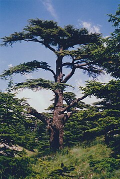 The Cedars of God, Lebanon 2002.jpeg