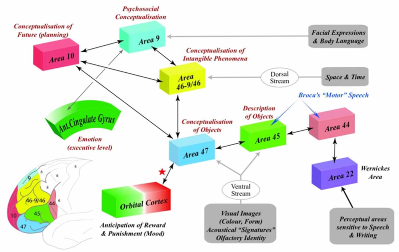 File:The Structural & Operational Basis of Human Thought.png