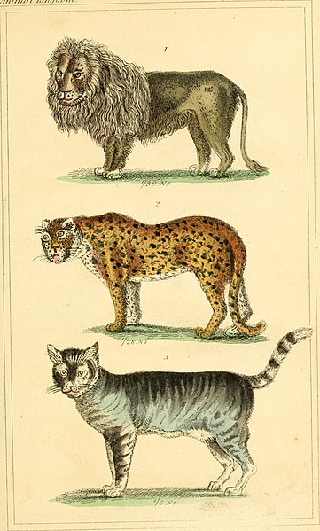 File:The animal kingdom, arranged according to its organization, serving as a foundation for the natural history of animals - and an introduction to comparative anatomy (1834) (18009256470).jpg