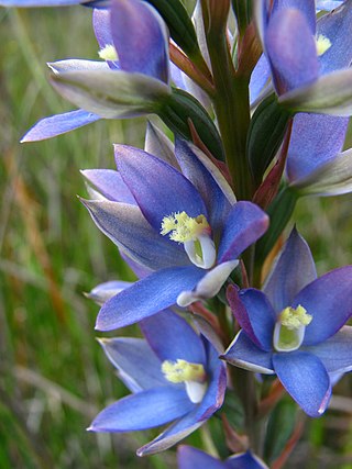 <i>Thelymitra circumsepta</i> Species of orchid