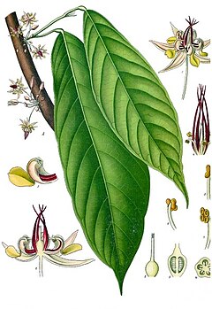 Theobroma cacao