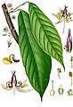 Theobroma cacao L. (leaf, flower)