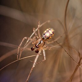 Theridion llano