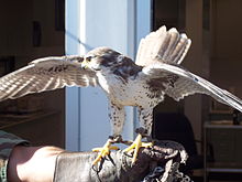Echo, one of USAFA's trained prairie falcon mascots Thorfalcon.jpg