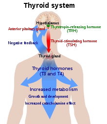 Diagram of the hypothalamic-pituitary-thyroid axis. The hypothalamus secretes TRH (green), which stimulates the production of TSH (red) by the pituitary gland. This, in turn, stimulates the production of thyroxine by the thyroid (blue). Thyroxine levels decrease TRH and TSH production by a negative feedback process. Thyroid system.svg