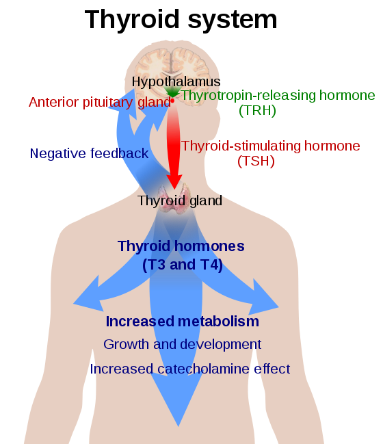 The thyroid hormones T3 and T4 have a number of metabolic, cardiovascular and developmental effects on the body. The production is stimulated by release of thyroid stimulating hormone (TSH), which in turn depends on release of thyrotropin releasing hormone (TRH). Every downstream hormone has negative feedback and decreases the level of the hormone that stimulates its release.