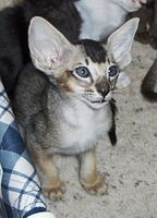Ebony silver-ticked tabby male kitten