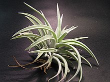 Tillandsia harrisii (43971695).jpg