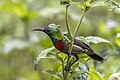 * Nomination Tiny sunbird (Cinnyris minullus) male --Charlesjsharp 18:32, 4 December 2023 (UTC) * Decline  Oppose The bird is obstructed, not a QI to me like this, sorry Charles --Poco a poco 08:59, 5 December 2023 (UTC)