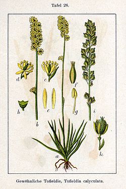 Lemmelill (Tofieldia calyculata)