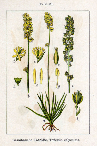 File:Tofieldia calyculata Sturm26.jpg