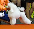 Toy Poodle in Riga 1.JPG
