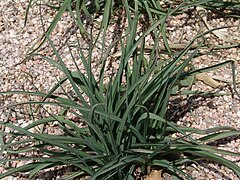 Tradescantia occidentalis.jpg