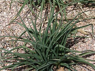 <i>Tradescantia occidentalis</i> species of plant