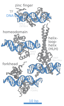 DNA contacts of different types of DNA-binding domains from transcription factors Transcription factors DNA binding sites.svg