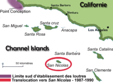 La réintroduction des loutres de Californie sur l'Île San Nicolas.