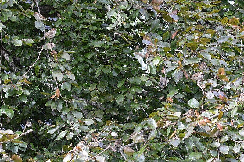 File:Tree Sparrows (Passer montanus) in Beech (Fagus sylvatica) - Oslo, Norway 2020-09-02.jpg