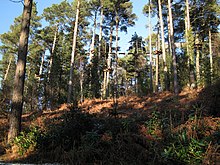 Treetop obstacle course in Haldon Forest Treetop obstacle course, Haldon Forest Park - geograph.org.uk - 1651949.jpg