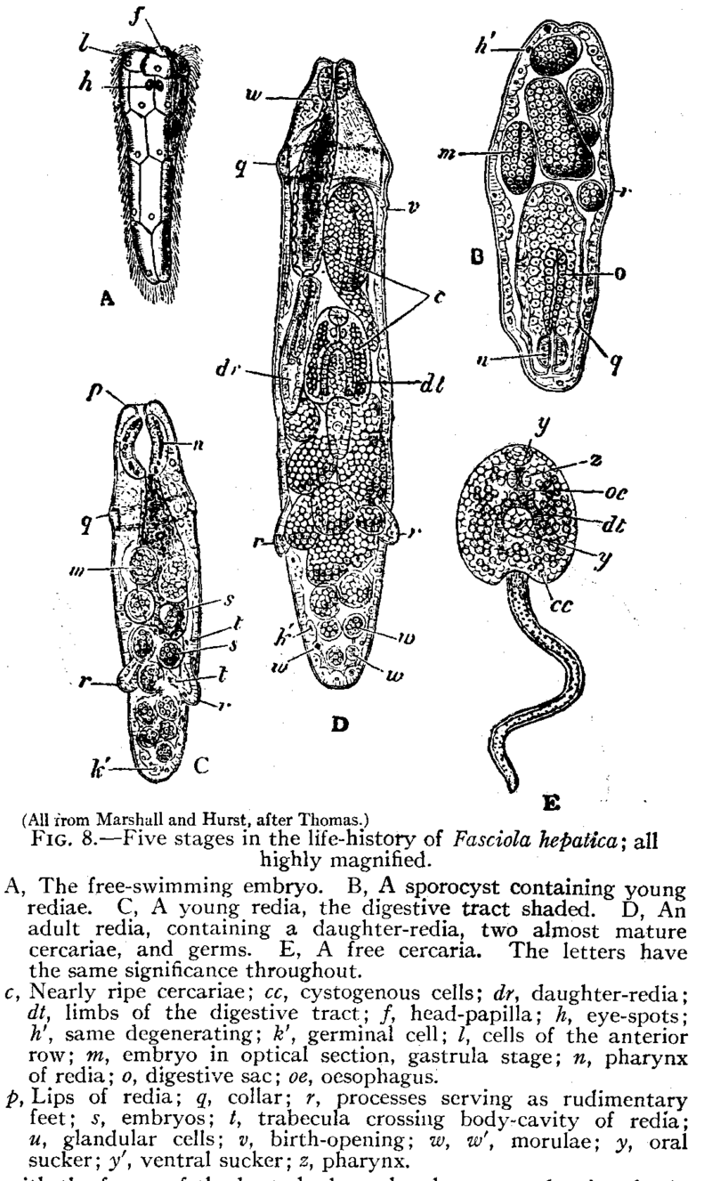 platyhelminthes trematoda fasciola hepatica