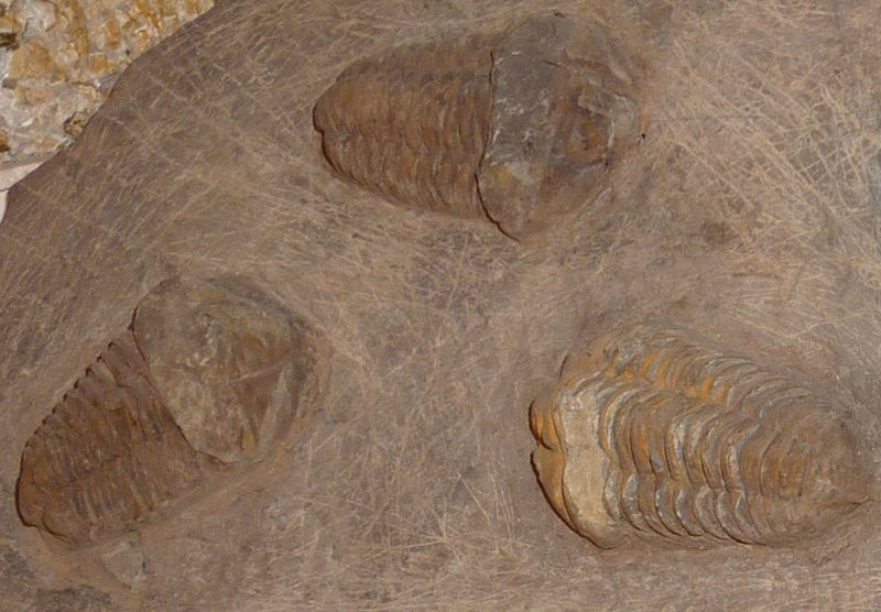 File:Tres trilobites.jpg